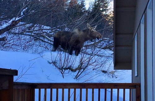 Hillside East House | Best Views in Anchorage! Totally Private, Romantic, and Family Friendly Suite!