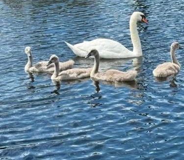 Fifield Boat Rental | Floating tranquility