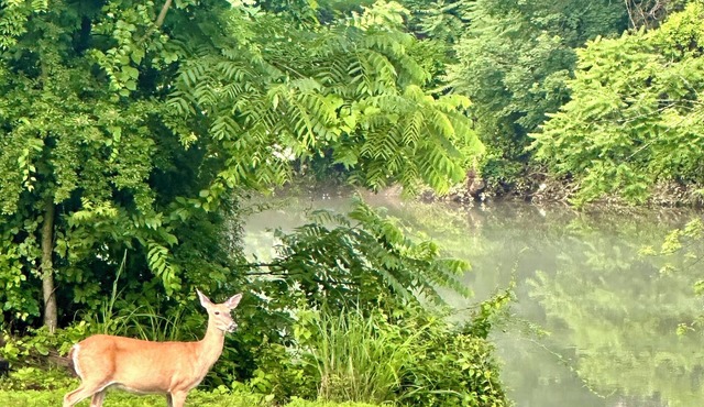 Riverfront Escape - Firepit, Lawn Games & Summer Adventures! in Grafton