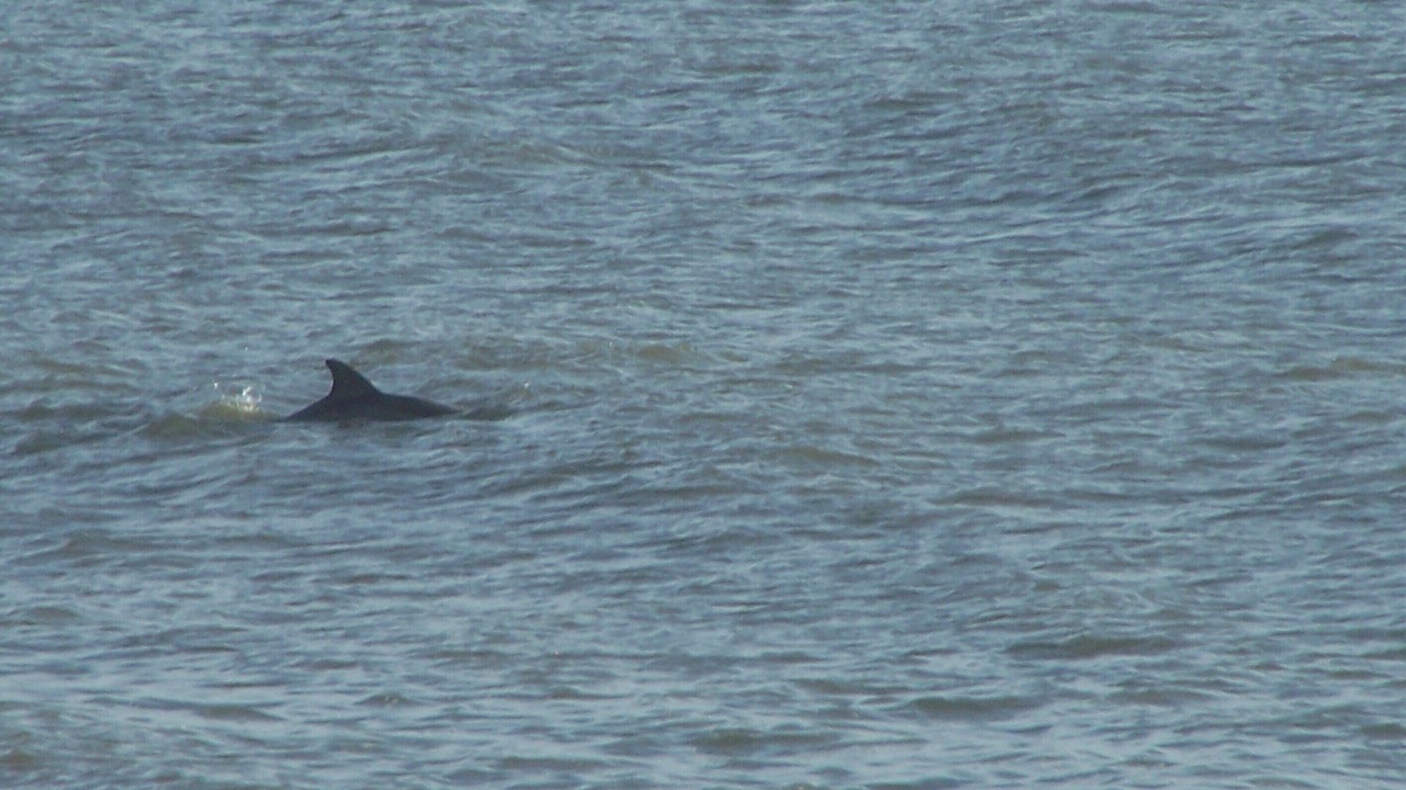 Photo of Others in Duck